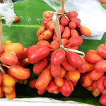 Plae Kriel Fruit Plant