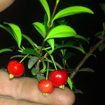 Privet Stopper Fruit Plant
