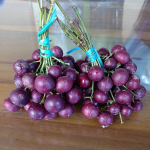 Trenggulam (Seedling) Fruit Plant - Image 4