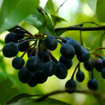 Rumdul (Seedling) Fruit Plant - Image 5