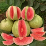 Guava / Perakka (Red Seedless, Layer) Fruit Plant - Image 4
