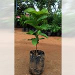 Guava / Perakka (Red Seedless, Layer) Fruit Plant - Image 2