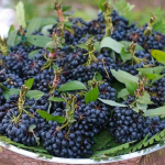 Rumdul (Seedling) Fruit Plant - Image 2