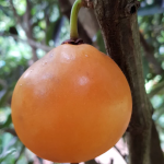 Russell Sweet (Garcinia Russelii) Fruit Plant - Image 2