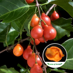 Salacia Chinensis Fruit Plant