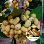 Sampouch Fruit Plant