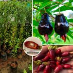 Eugenia Calycina Cherry Fruit Plant Sale