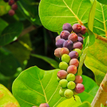 Sea Grape Fruit Plant