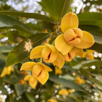 Sphaerocoryne Affinis Fruit Plant