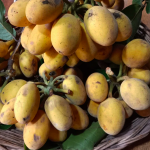 Sampouch (Seedling) Fruit Plant - Image 2