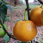 Sweet Russel Fruit Plant