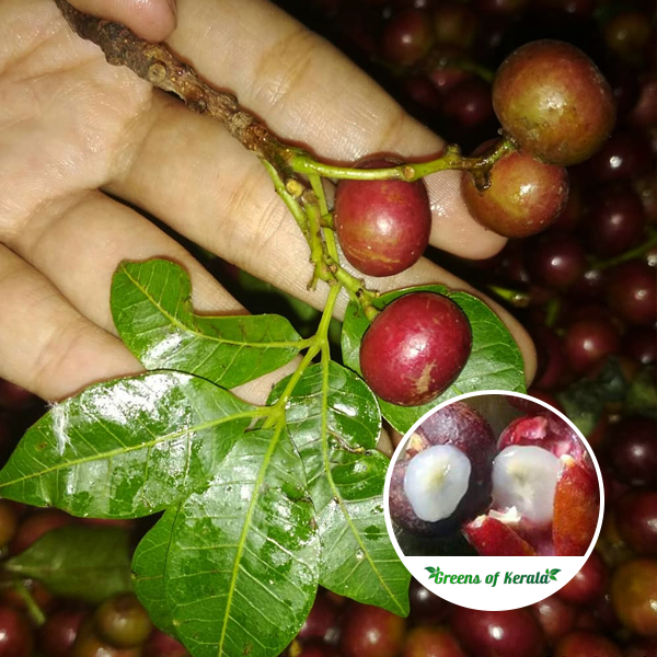 Trenggulam Fruit Plant