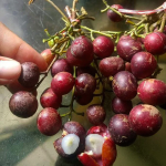 Trenggulam (Seedling) Fruit Plant - Image 2