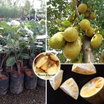 combodian jackfruit plant sale