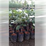 Jackfruit (Cambodian, Bud) Fruit Plant | All Season Jack - Image 2