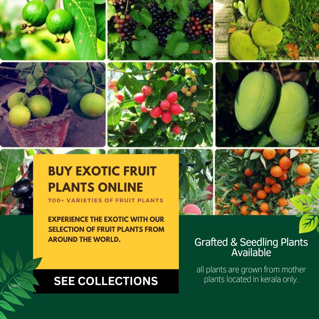 Exotic Fruit Plants