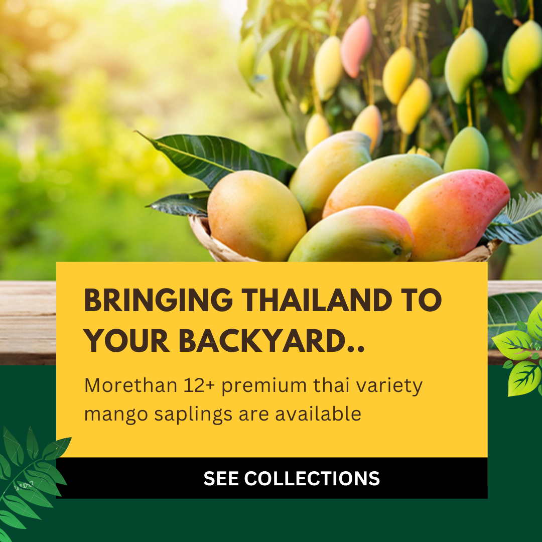 Thailand Mango Sapling Purchase