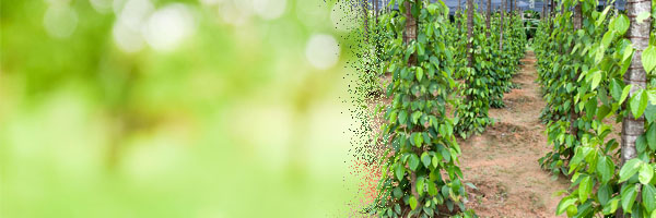 Black Pepper Climber