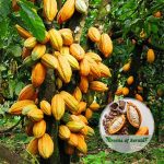 cocoa plant sale