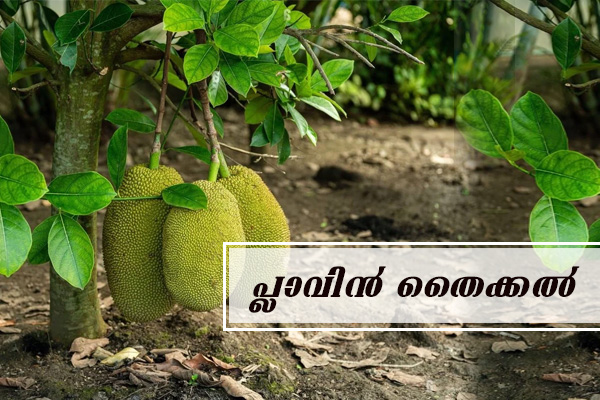 jackfruit-saplings-sale