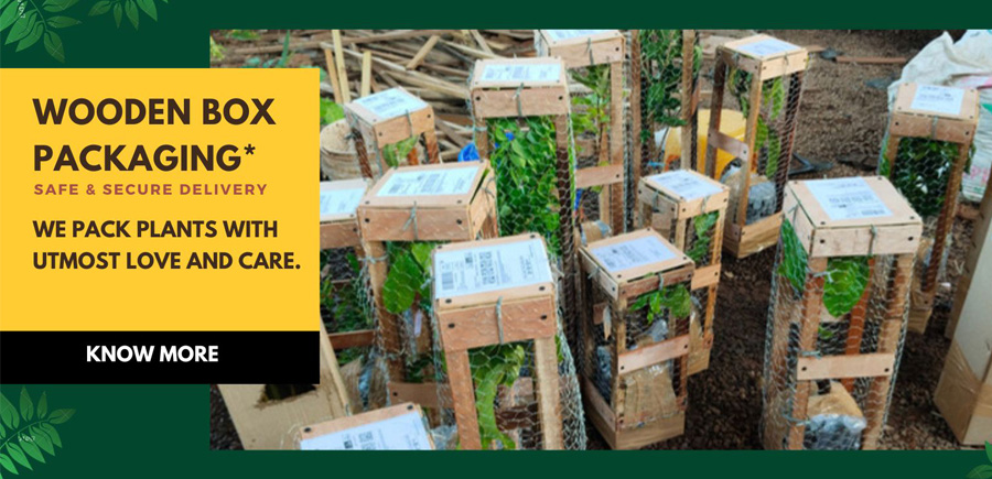 plant-packing-wooden-box