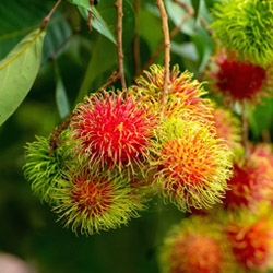 rambutan plant sale