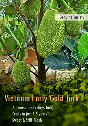 Vietnam Early Gold Jackfruit