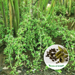 cardamom-elam-spice-plant