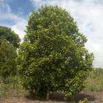 Karayampoo spic plant