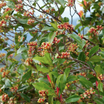 Clove Rare Spice Plant