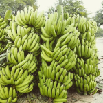robest banana plant
