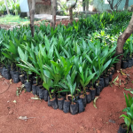 areca nut plant