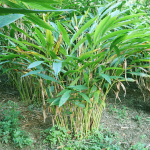 elam-spice-plants-online