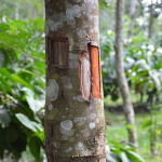 karuvapata-spice-plant