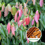cinnamon-spice-plant