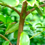 cinnamon-spice-plant-bark