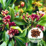 Karayampoo-spice-plant