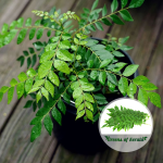 curry leaves plant