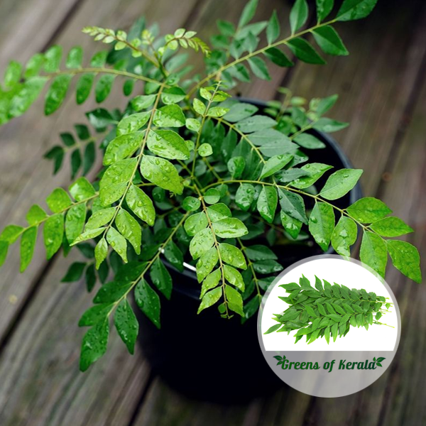 curry leaves plant