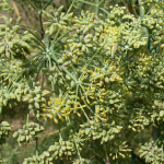 Fennel / Perumjeerakam (Seedling) Spice Plant - Image 5