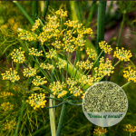 perumjeerakam spice plant