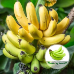grand naine banana plant