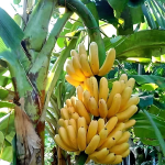 grand naine banana plant