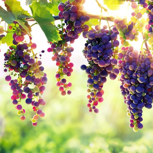grape cultivation tips