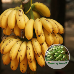 poojakadali banana plant