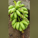 poojakadali banana plant