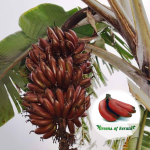 red banana plant