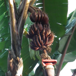 red banana plant