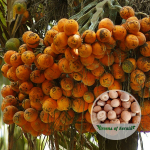 kasargodan beetle nut