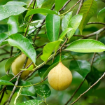 nutmeg-spice-plant